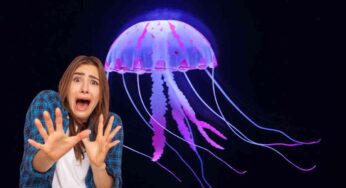 Sei stato punto da una medusa? Niente paura, ecco i rimedi infallibili per attenuare i sintomi